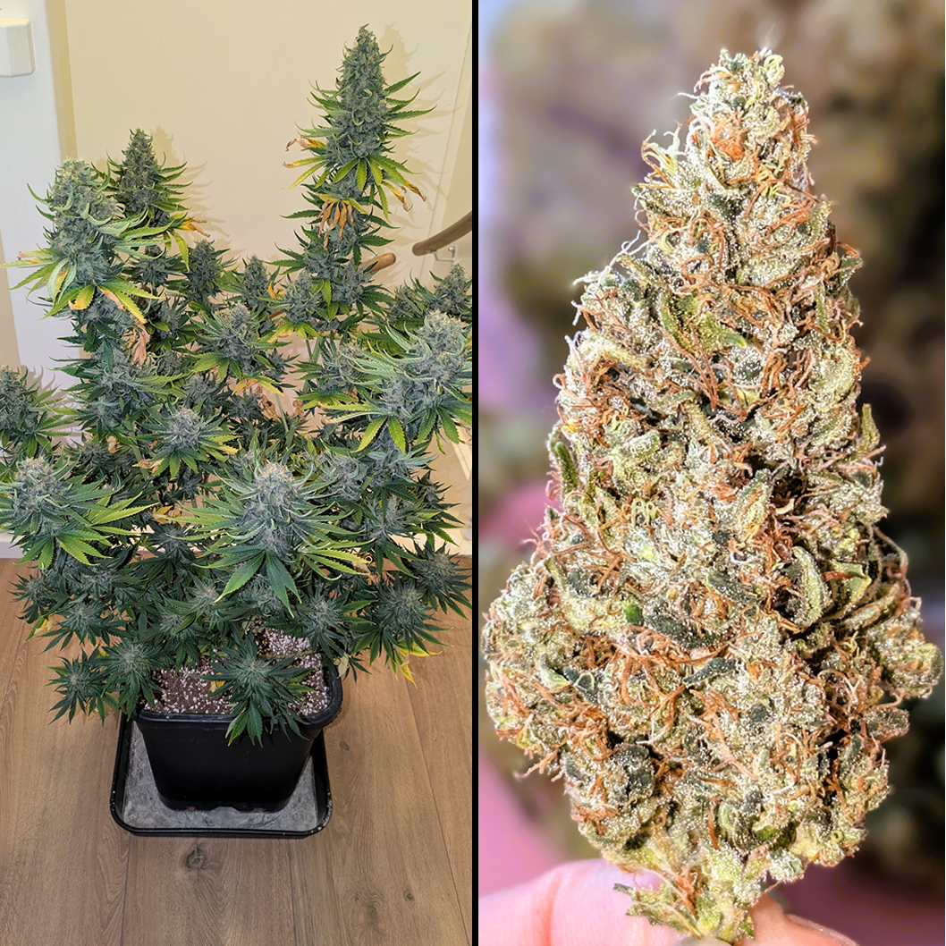 Erdbeer (feminized, 3 zaden)