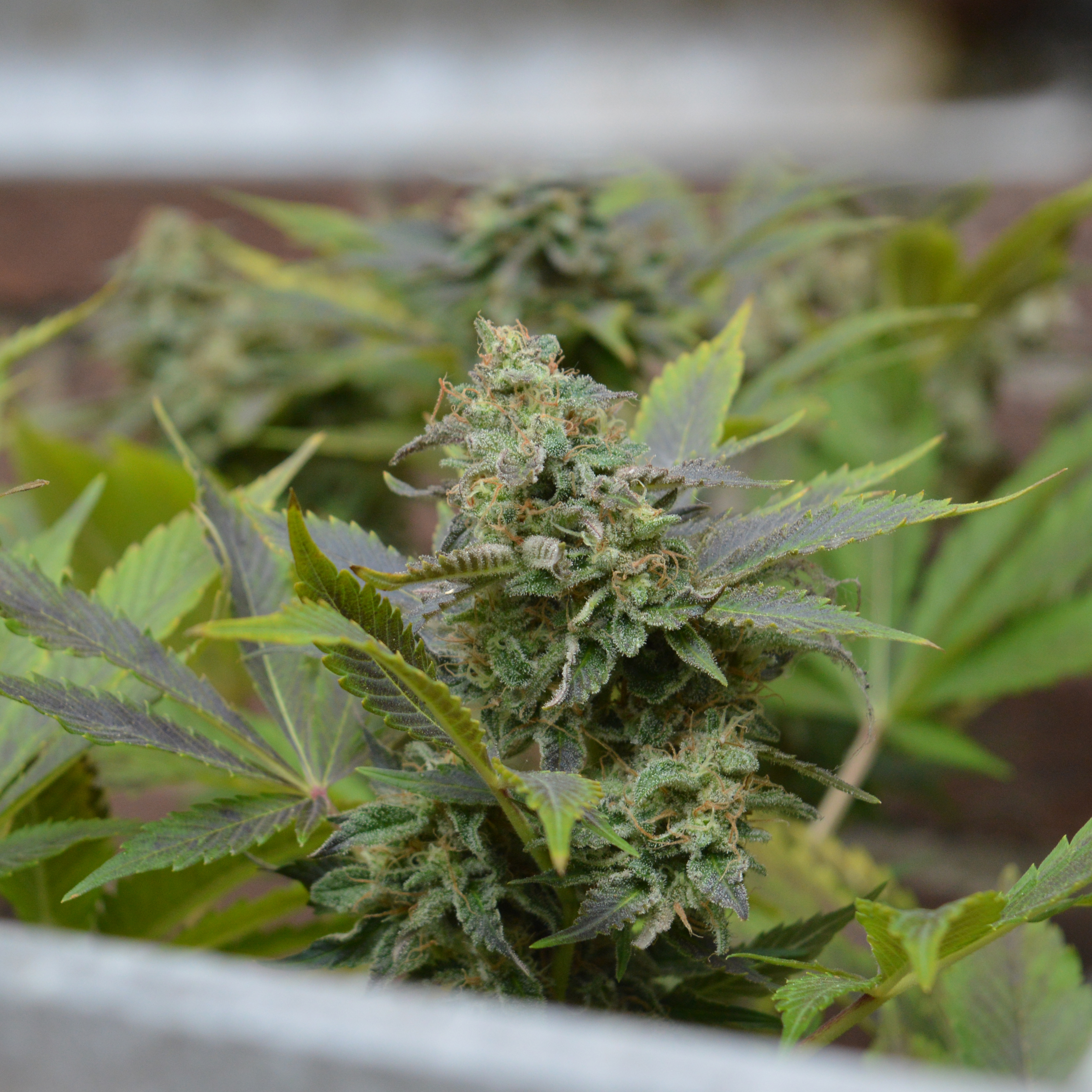 Erdbeer (feminized, 3 zaden)